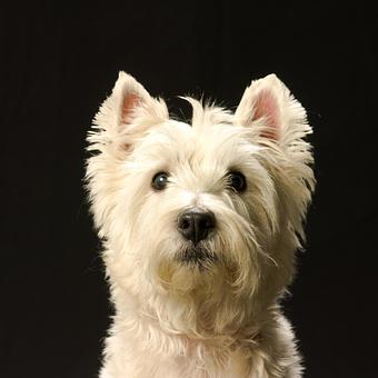 Product: Photos like this make great cards. - Long Leash LLC Pet Photography in Wilbraham, MA Photography