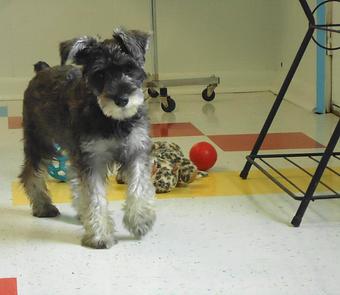 Product - Lucky Dog Pet Motel & Grooming in Sugar Hill, GA Pet Boarding & Grooming