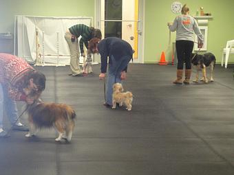 Product - Lucky Dog Sports Club in Jupiter, FL Pet Care Services