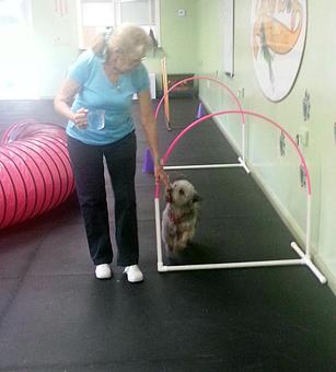 Product: Negotiating the hoops in the Fido Fun & Games: Classic Edition class. There are 4 editions of FF&G. - Lucky Dog Sports Club in Jupiter, FL Pet Care Services