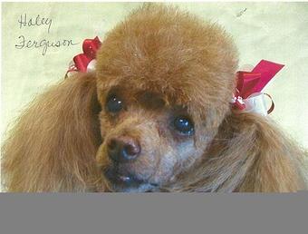 Product - Lujan's Pet Grooming in Fontana, CA Pet Boarding & Grooming