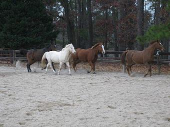 Product - MacNair's Country Acres in Raleigh, NC Sports & Recreational Services