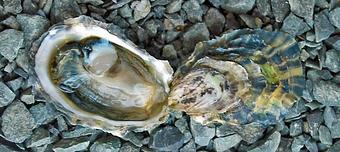 Product - Mama's On The Half Shell in Canton - Baltimore, MD Seafood Restaurants