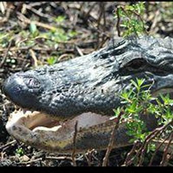 Product - Marsh Landing Adventures / Orlando Airboat Tours in Kissimmee, FL Tours & Guide Services