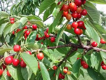 Product - McDougal Orchards in Springvale, ME Business Services