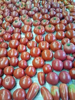 Product - McDougal Orchards in Springvale, ME Business Services