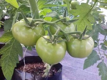 Product - McDougal Orchards in Springvale, ME Business Services