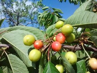 Product - McDougal Orchards in Springvale, ME Business Services