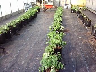 Product - McDougal Orchards in Springvale, ME Business Services
