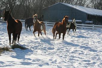 Product: Having fun in the snow. - Meadowsweet Ranch in Sundial Farms subdivision - Spring Grove, IL Farms