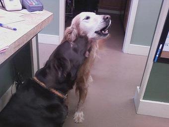 Product - Meow Bark & Board in Huger, SC Pet Care Services
