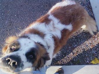 Product - Meow Bark & Board in Huger, SC Pet Care Services