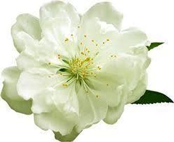 Product - Miracullum Spa in Downtown, Broadway Plaza - Walnut Creek, CA Day Spas