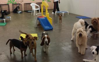 Product - Molly's Mutt House in Houston, TX Pet Care Services