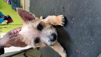 Product - Mountain Paws Boarding & Grooming in Farmington, PA Pet Boarding & Grooming