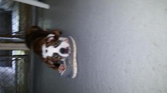 Product - Mountain Paws Boarding & Grooming in Farmington, PA Pet Boarding & Grooming