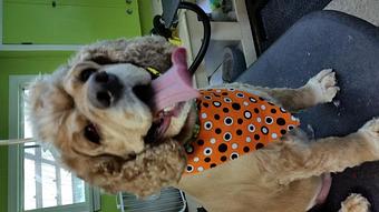 Product - Mountain Paws Boarding & Grooming in Farmington, PA Pet Boarding & Grooming