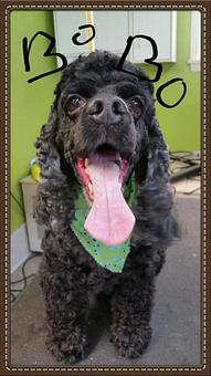 Product - Mountain Paws Boarding & Grooming in Farmington, PA Pet Boarding & Grooming