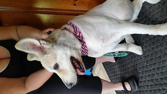 Product - Mountain Paws Boarding & Grooming in Farmington, PA Pet Boarding & Grooming