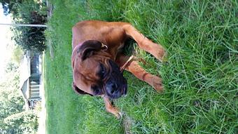 Product - Mountain Paws Boarding & Grooming in Farmington, PA Pet Boarding & Grooming