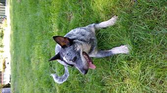 Product - Mountain Paws Boarding & Grooming in Farmington, PA Pet Boarding & Grooming