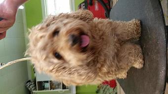 Product - Mountain Paws Boarding & Grooming in Farmington, PA Pet Boarding & Grooming