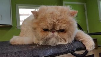 Product - Mountain Paws Boarding & Grooming in Farmington, PA Pet Boarding & Grooming