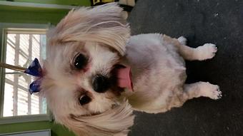 Product - Mountain Paws Boarding & Grooming in Farmington, PA Pet Boarding & Grooming