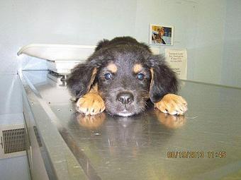 Product - Mt. Mansfield Animal Hospital in Jericho, VT Animal Hospitals