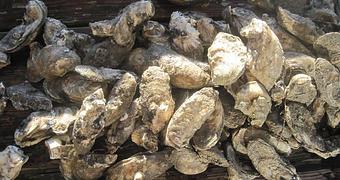 Product - Mt. Pleasant Seafood in Mount Pleasant, SC Seafood Restaurants