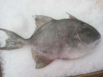 Product - Mt. Pleasant Seafood in Mount Pleasant, SC Seafood Restaurants