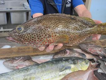 Product - Mt. Pleasant Seafood in Mount Pleasant, SC Seafood Restaurants