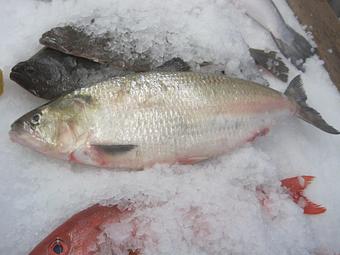 Product - Mt. Pleasant Seafood in Mount Pleasant, SC Seafood Restaurants