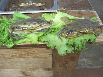 Product - Mt. Pleasant Seafood in Mount Pleasant, SC Seafood Restaurants