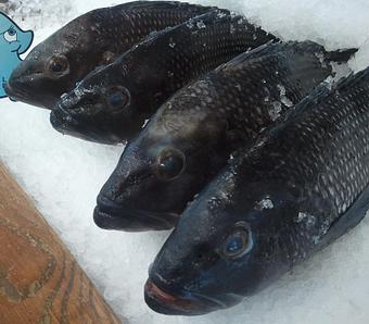 Product - Mt. Pleasant Seafood in Mount Pleasant, SC Seafood Restaurants