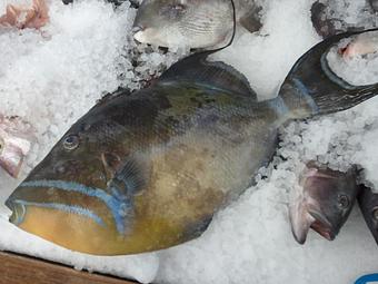 Product - Mt. Pleasant Seafood in Mount Pleasant, SC Seafood Restaurants