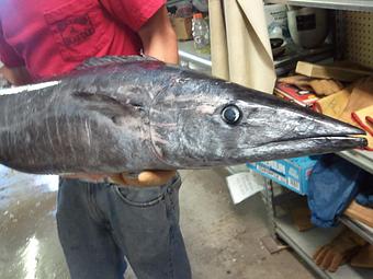 Product - Mt. Pleasant Seafood in Mount Pleasant, SC Seafood Restaurants