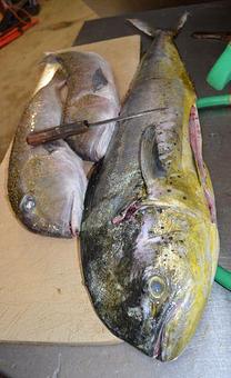 Product - Mt. Pleasant Seafood in Mount Pleasant, SC Seafood Restaurants