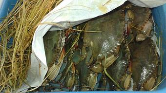 Product - Mt. Pleasant Seafood in Mount Pleasant, SC Seafood Restaurants