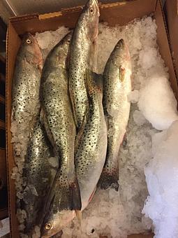 Product - Mt. Pleasant Seafood in Mount Pleasant, SC Seafood Restaurants