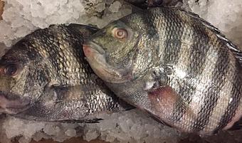 Product - Mt. Pleasant Seafood in Mount Pleasant, SC Seafood Restaurants