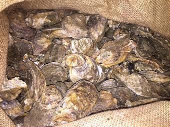 Product - Mt. Pleasant Seafood in Mount Pleasant, SC Seafood Restaurants