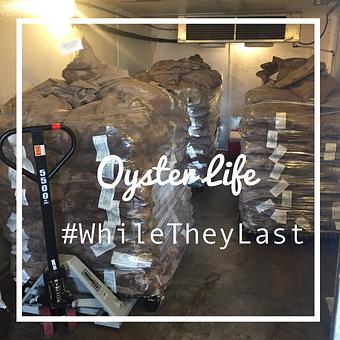 Product - Mt. Pleasant Seafood in Mount Pleasant, SC Seafood Restaurants