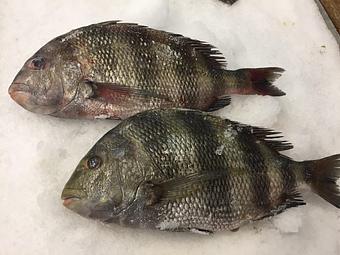 Product - Mt. Pleasant Seafood in Mount Pleasant, SC Seafood Restaurants