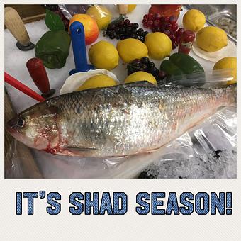 Product - Mt. Pleasant Seafood in Mount Pleasant, SC Seafood Restaurants