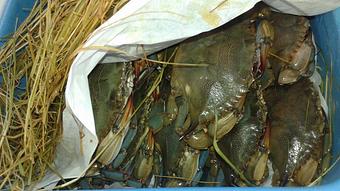 Product - Mt. Pleasant Seafood in Mount Pleasant, SC Seafood Restaurants