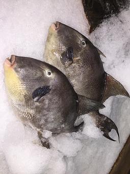 Product - Mt. Pleasant Seafood in Mount Pleasant, SC Seafood Restaurants