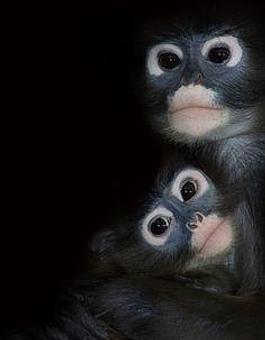 Product - Mulan Bistro in Midtown - Memphis, TN Chinese Restaurants