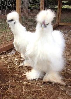 Product - Mulan Bistro in Midtown - Memphis, TN Chinese Restaurants