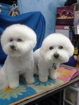 Product - My Dogs Hair Salon in Shea and Scottsdale rd - Scottsdale, AZ Beauty Salons Product - My Dogs Hair Salon in Shea and Scottsdale rd - Scottsdale, AZ Beauty Salons